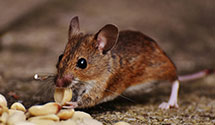 24 Hour & Emergency Exterminators in Autryville, NC